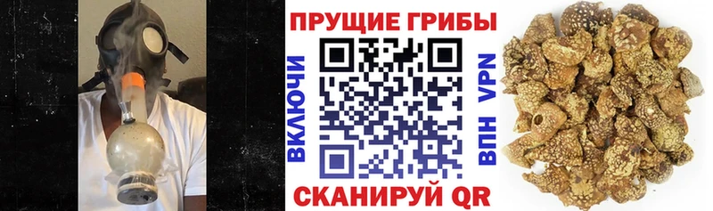 Галлюциногенные грибы Psilocybine cubensis купить Бологое